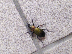 Carabus monilis