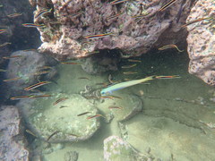 Ptereleotris monoptera