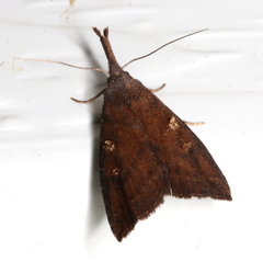 Hypena subvittalis