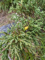 Juniperus pseudosabina