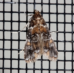 Elophila responsalis