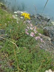 Chrysanthemum sinuatum