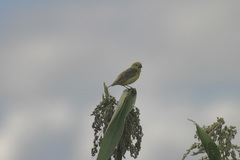 Anomalospiza imberbis