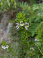 Euphrasia hirtella