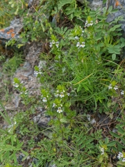 Euphrasia hirtella