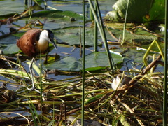 Actophilornis africanus