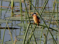 Corythornis cristatus