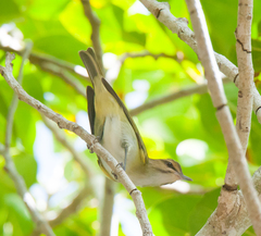 Vireo altiloquus