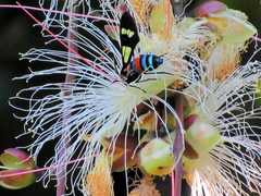 Euchromia folletii