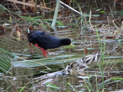 Zapornia flavirostra