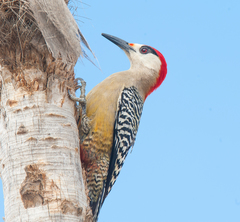 Melanerpes superciliaris
