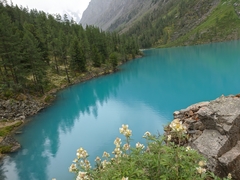 Farinopsis salesoviana