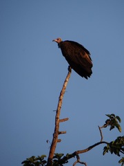 Necrosyrtes monachus