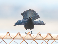 Ptiloxena atroviolacea