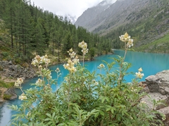 Farinopsis salesoviana