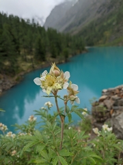 Farinopsis salesoviana