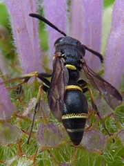 Parancistrocerus pensylvanicus