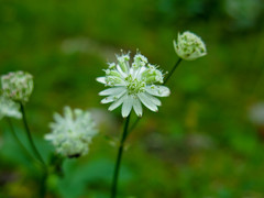 Astrantia carniolica