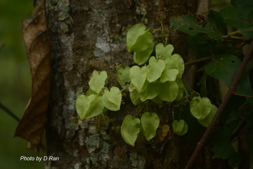 Hymenopyramis brachiata observed 2019-09-01