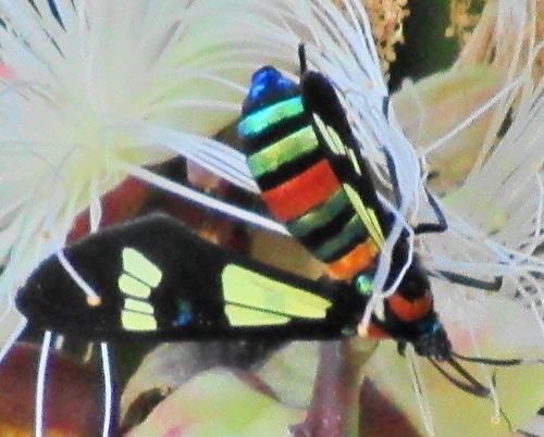 Splendorous Hornet Handmaiden Moth