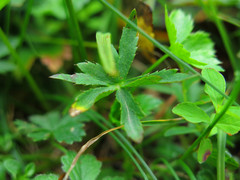 Astrantia carniolica