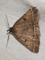 Zanclognatha zelleralis