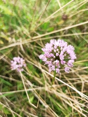 Allium angulosum