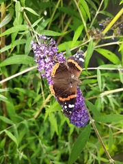 Vanessa atalanta
