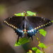 Mariposas Cometa - Photo (c) Wayne Fidler, algunos derechos reservados (CC BY-NC), subido por Wayne Fidler