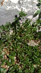 Portulaca oleracea