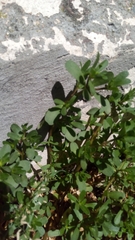 Portulaca oleracea
