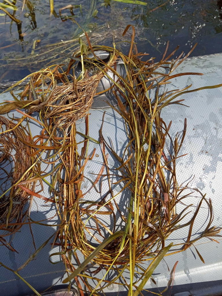 grasswrack pondweed (ADIRONDACK RESEARCH GUIDEBOOK) · iNaturalist