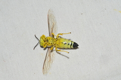 Stictia signata