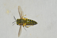 Stictia signata