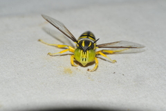 Stictia signata