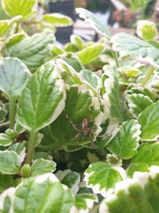 Araneus diadematus