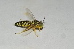 Stictia signata