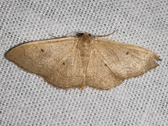 Idaea rubraria