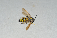 Dielis trifasciata