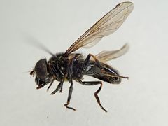 Cheilosia vernalis