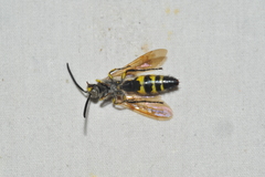 Dielis trifasciata