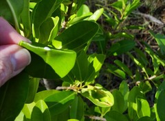 Excoecaria agallocha