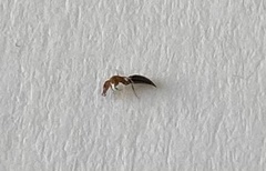 Sclerodermus domesticus