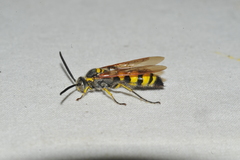 Dielis trifasciata