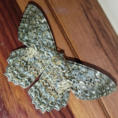 Amblychia hymenaria