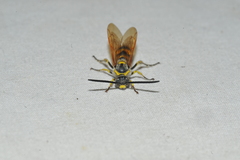 Dielis trifasciata