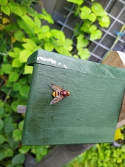 Volucella zonaria