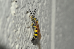 Dielis trifasciata