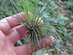 Tillandsia filifolia