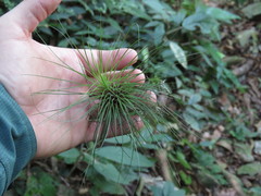 Tillandsia filifolia